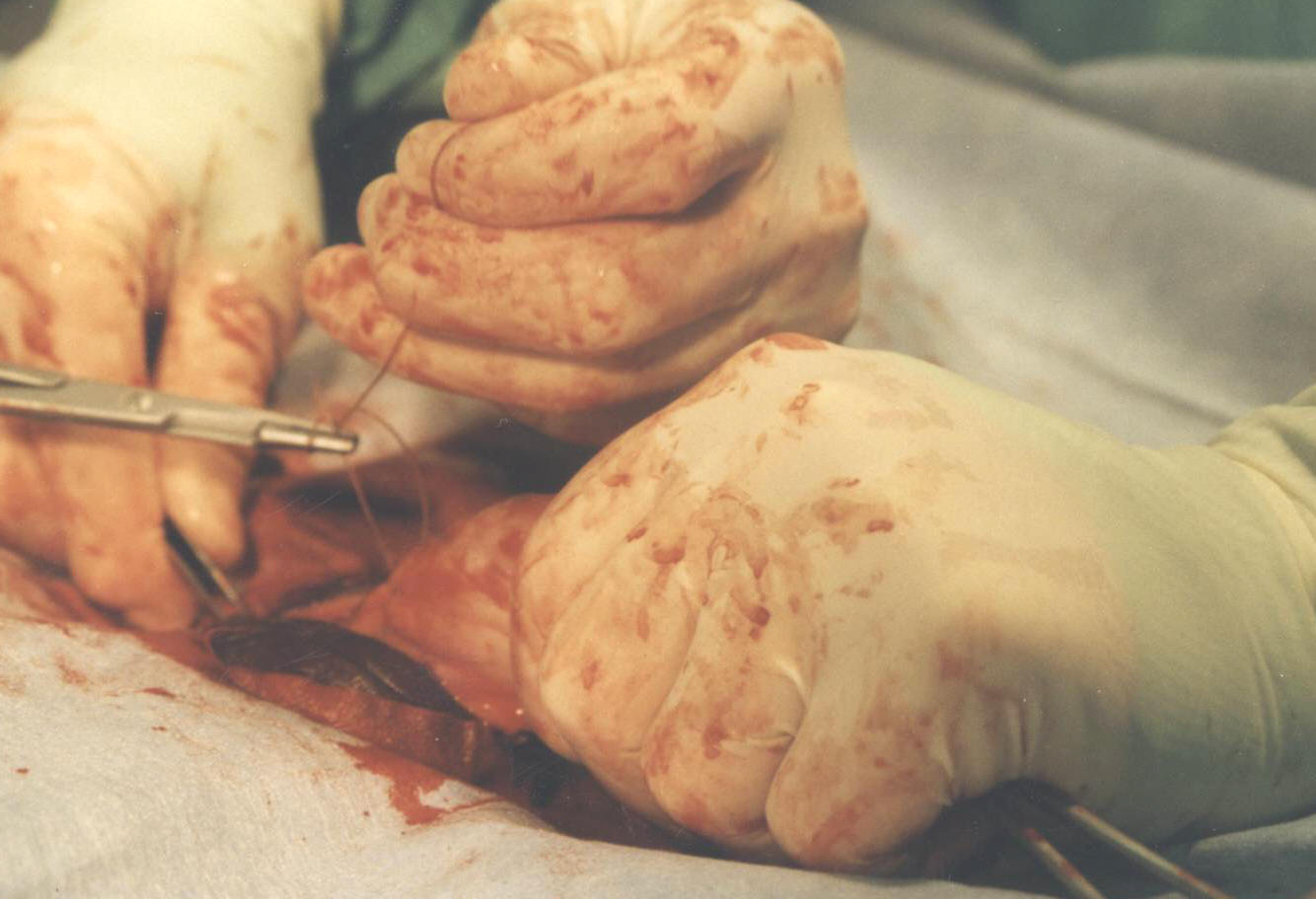 With no other complications to deal with, Cowboy's incision is closed up.