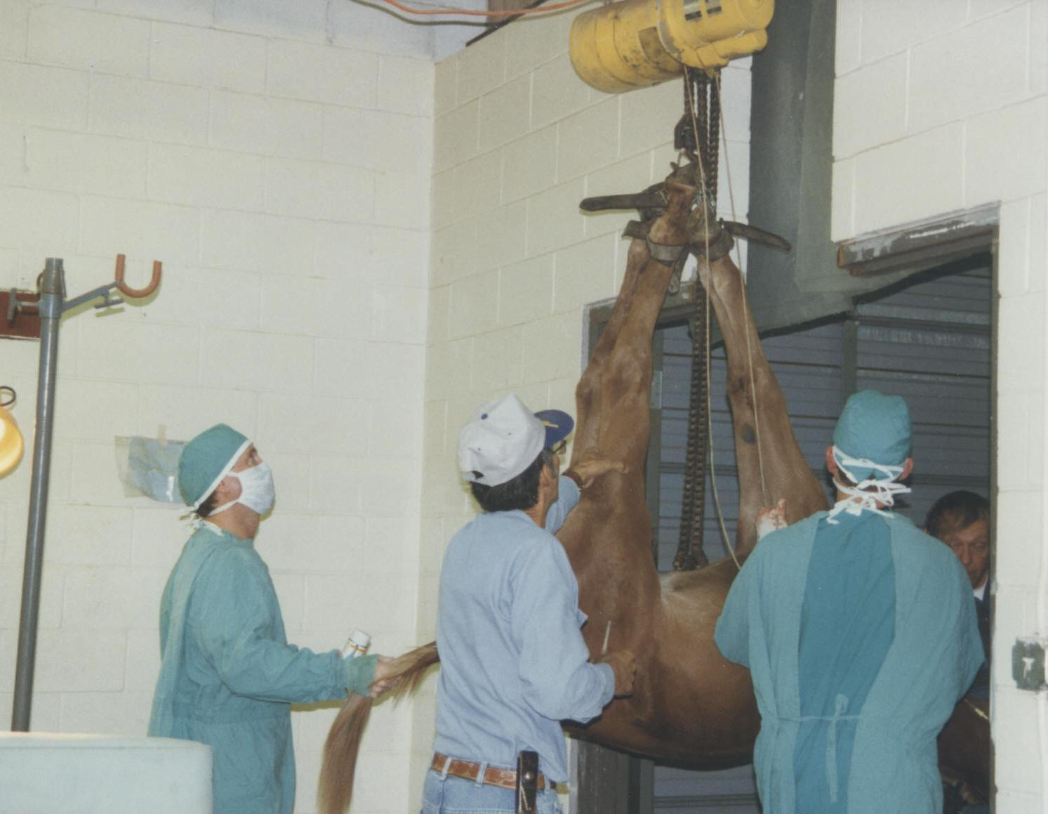Cowboy is lifted of the table and hoisted across the aisle to the rcovery stall.